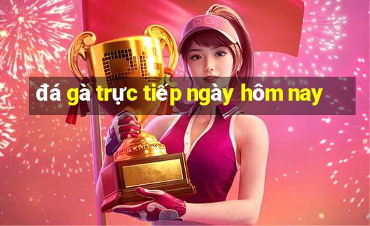 đá gà trực tiếp ngày hôm nay