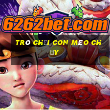 trò chơi con mèo chạy