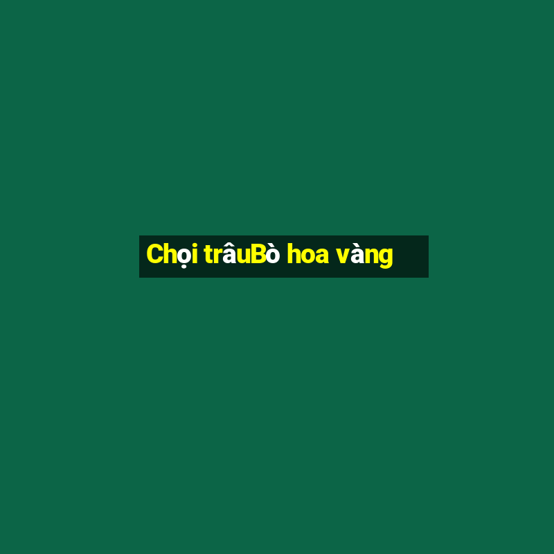 Chọi trâuBò hoa vàng