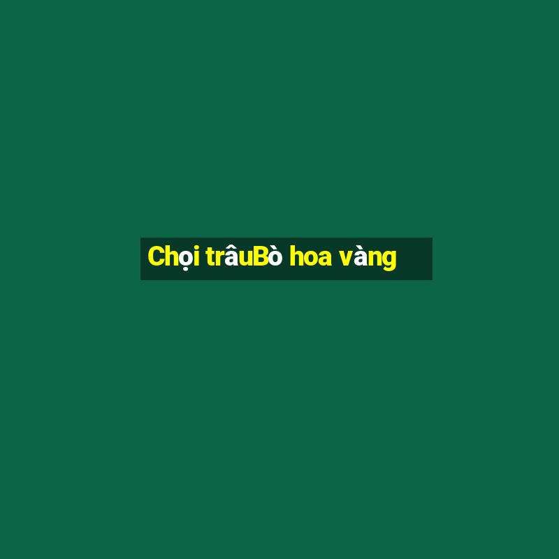 Chọi trâuBò hoa vàng