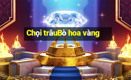 Chọi trâuBò hoa vàng