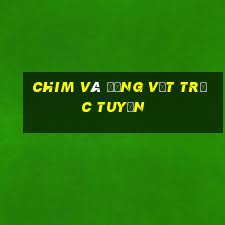 Chim và động vật trực tuyến