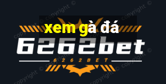 xem gà đá