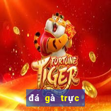 đá gà trực tiếp ngày 21 tháng 04