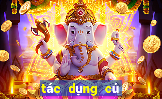 tác dụng củ gai tươi