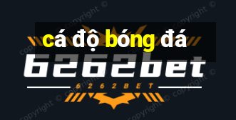 cá độ bóng đá