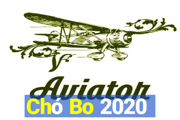 Chó Bo 2020