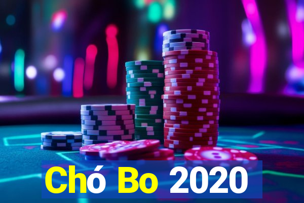 Chó Bo 2020