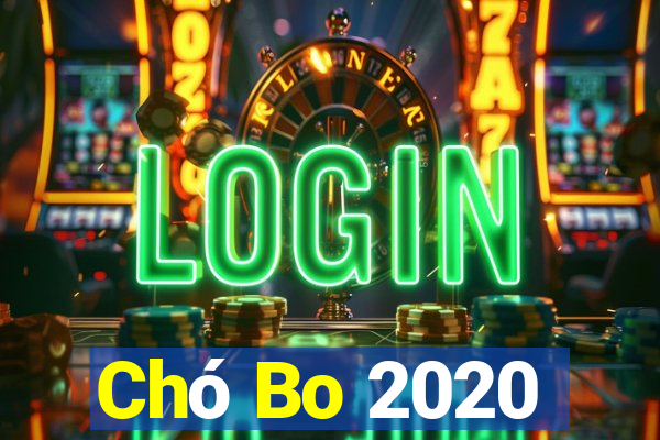 Chó Bo 2020