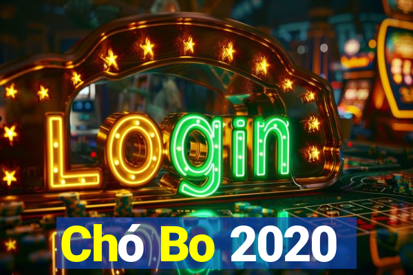 Chó Bo 2020