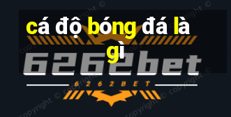 cá độ bóng đá là gì