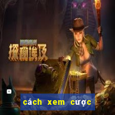 cách xem cược bóng đá