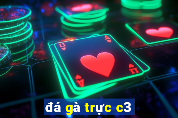 đá gà trực c3