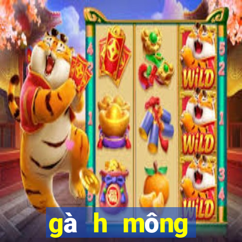 gà h mông thuần chủng