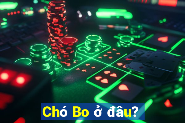 Chó Bo ở đâu?