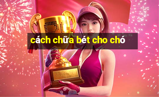 cách chữa bét cho chó