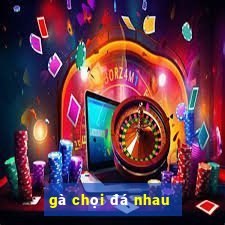 gà chọi đá nhau