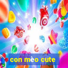 con mèo cute