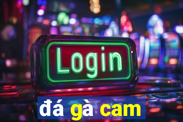 đá gà cam