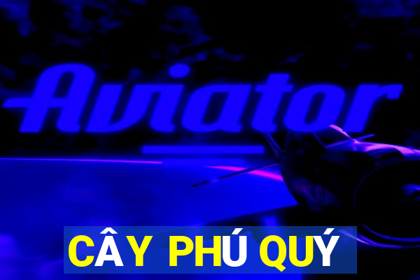 CÂY PHÚ QUÝ