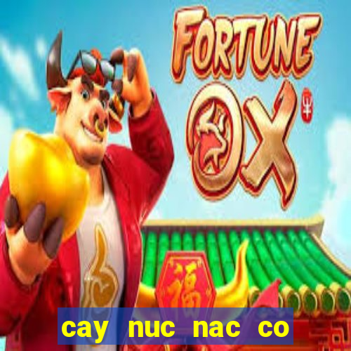 cay nuc nac co tac dung gi