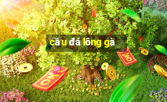 cầu đá lông gà