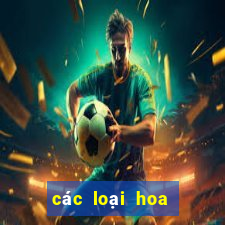 các loại hoa lan bệt