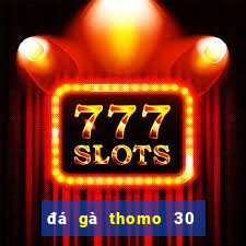 đá gà thomo 30 tháng 9