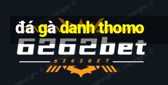 đá gà danh thomo