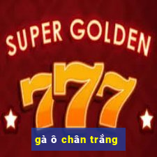 gà ô chân trắng