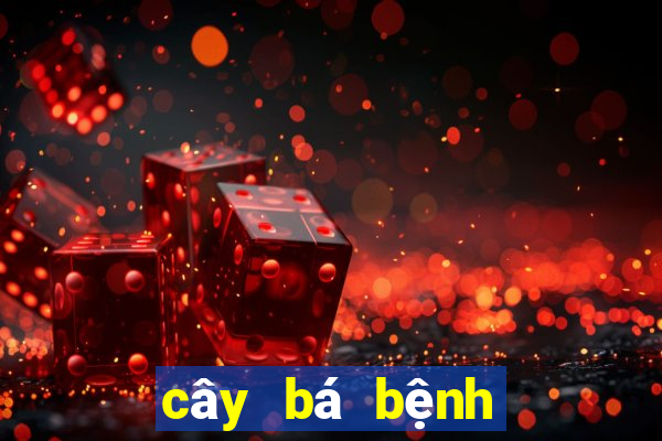 cây bá bệnh là cây gì