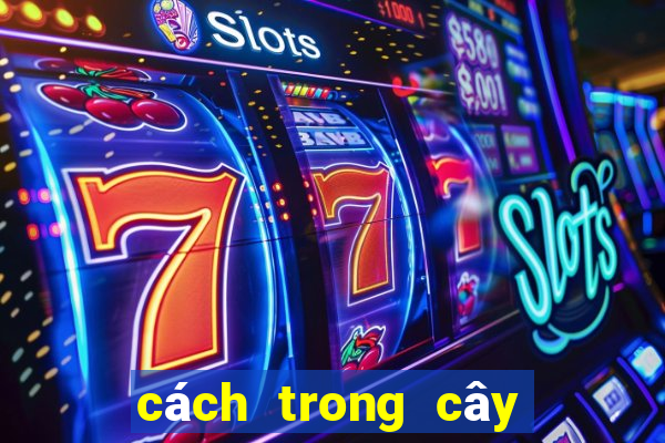 cách trong cây đuôi chuột