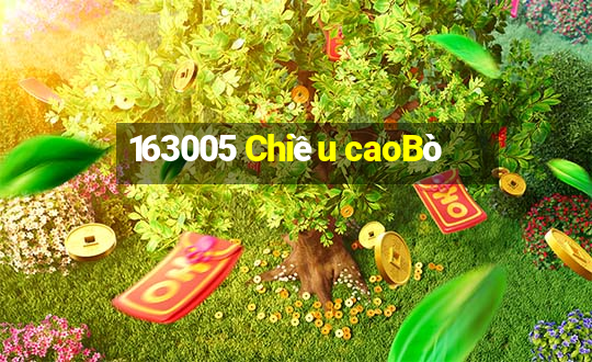 163005 Chiều caoBò