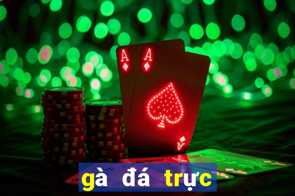 gà đá trực tiếp casino