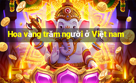 Hoa vàng trăm người ở Việt nam