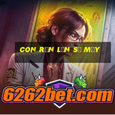 con rắn lớn số mấy