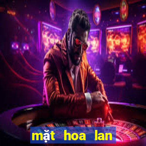 mặt hoa lan bệt ma bó