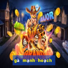 gà mạnh hoạch gần đây