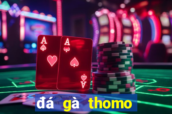 đá gà thomo đá cựa dao