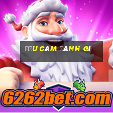 đầu câm đánh gì