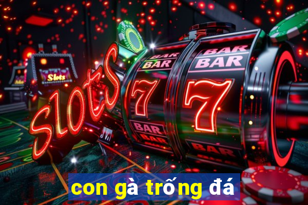 con gà trống đá