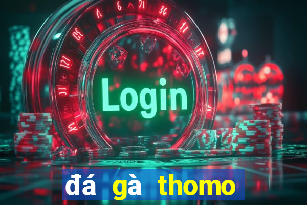 đá gà thomo tía mào cao