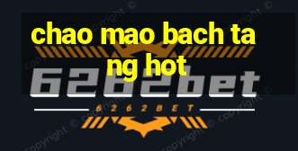 chao mao bach tang hot