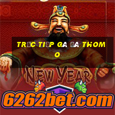 trực tiếp gà đá thomo