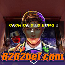 cách cá cược bóng đá