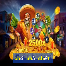 chó nhà chết đánh con gì