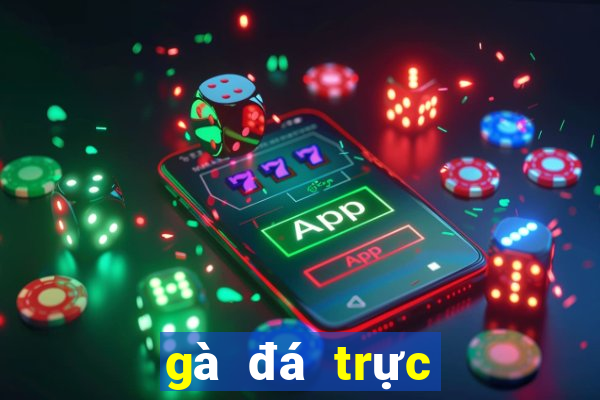 gà đá trực tiếp hôm nay