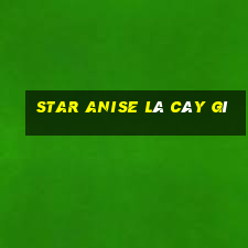 star anise là cây gì