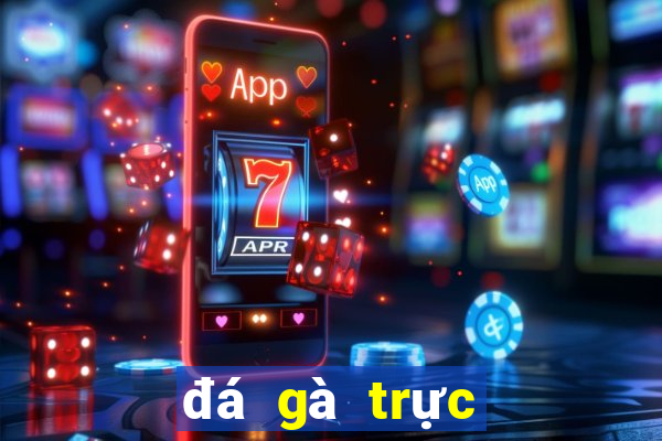 đá gà trực tiếp thomo hôm nay bình luận viên