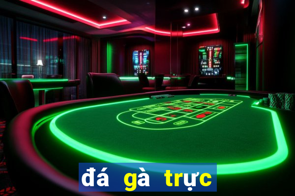 đá gà trực tiếp ở casino